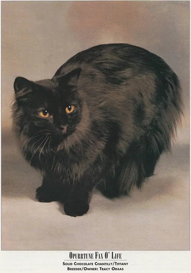 Chantilly-Tiffany
