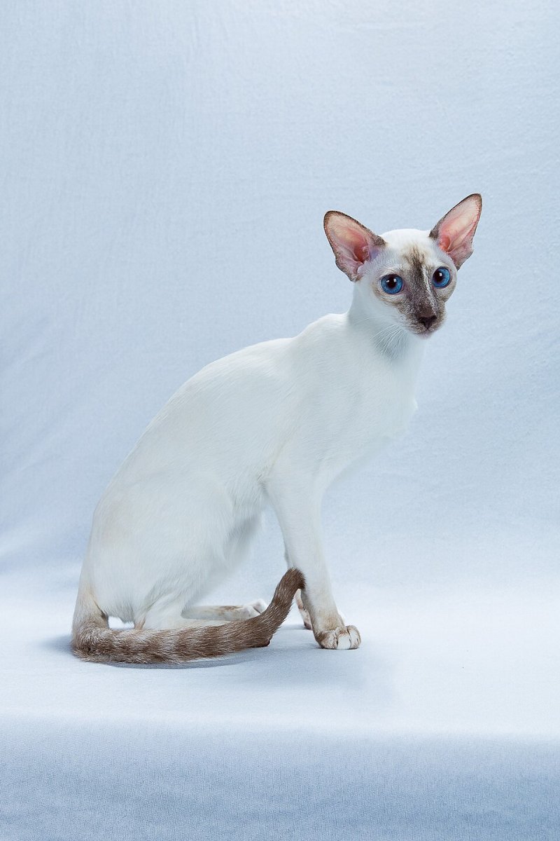 Colorpoint Shorthair