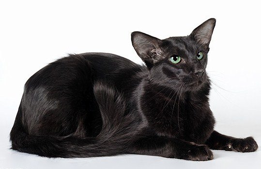 Oriental Longhair