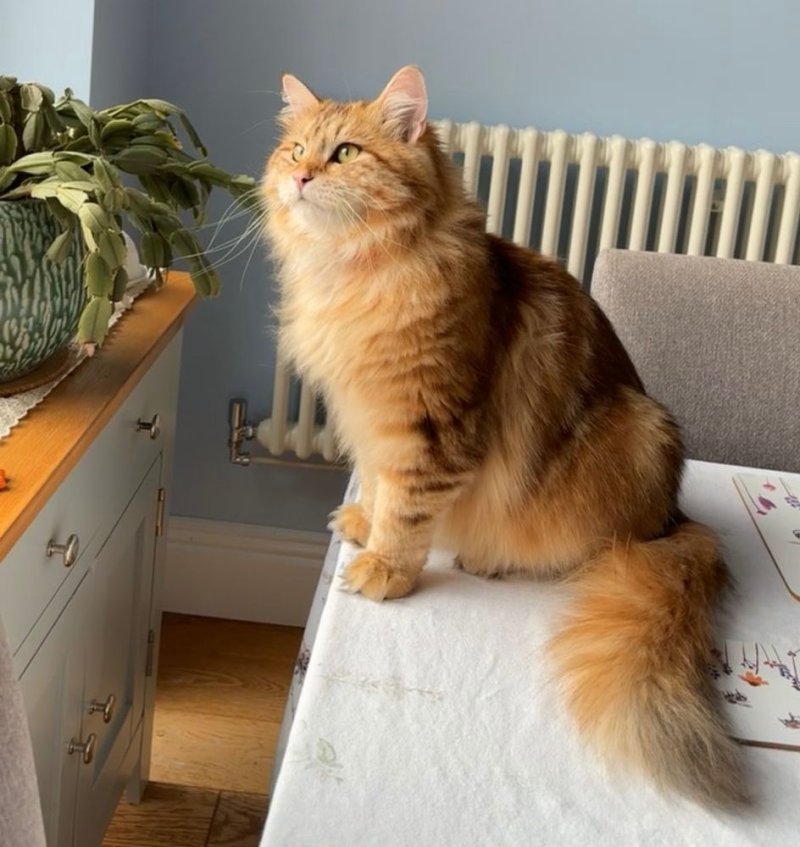 Siberian