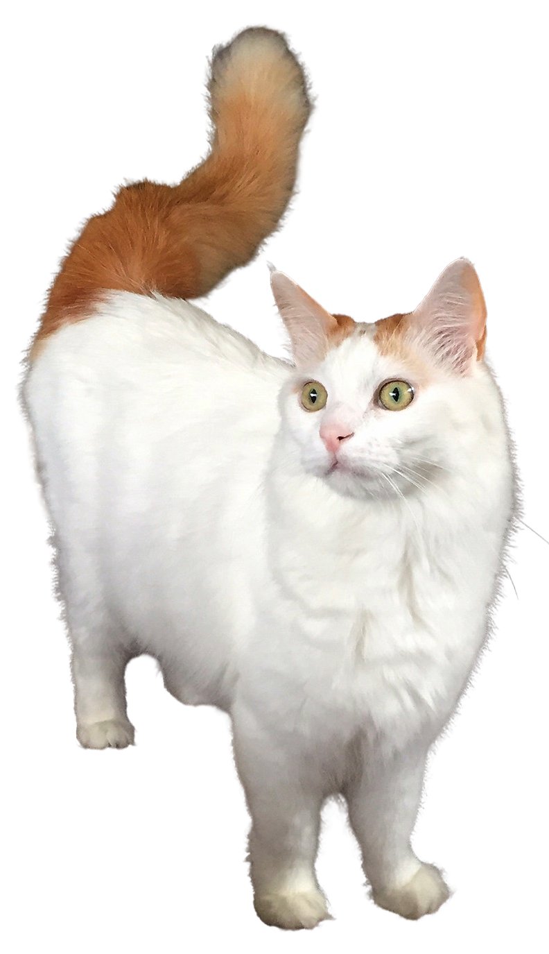 Turkish Van