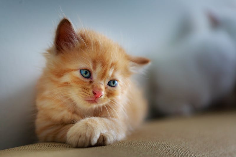 Kitten Photo