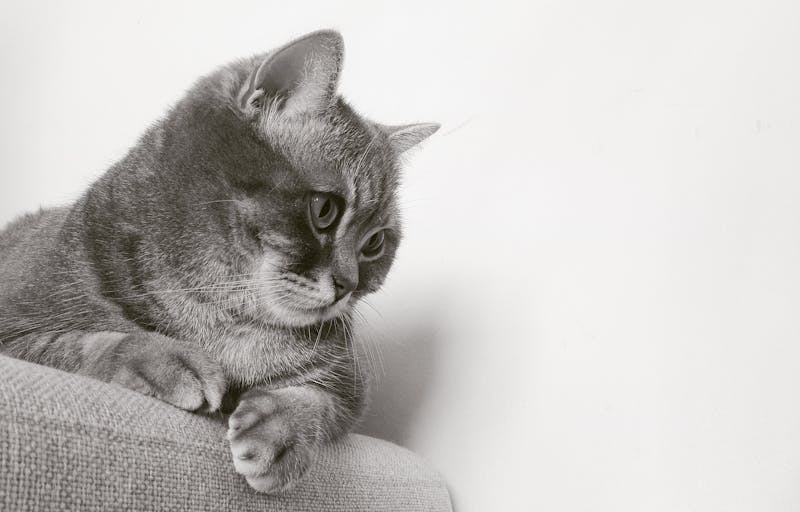 Kitten Photo