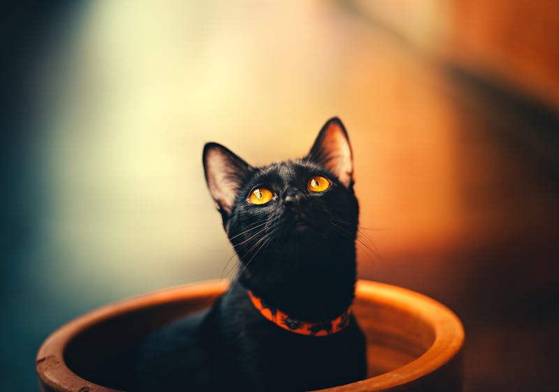 Kitten Photo