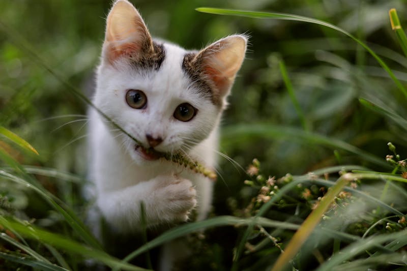 Kitten Photo