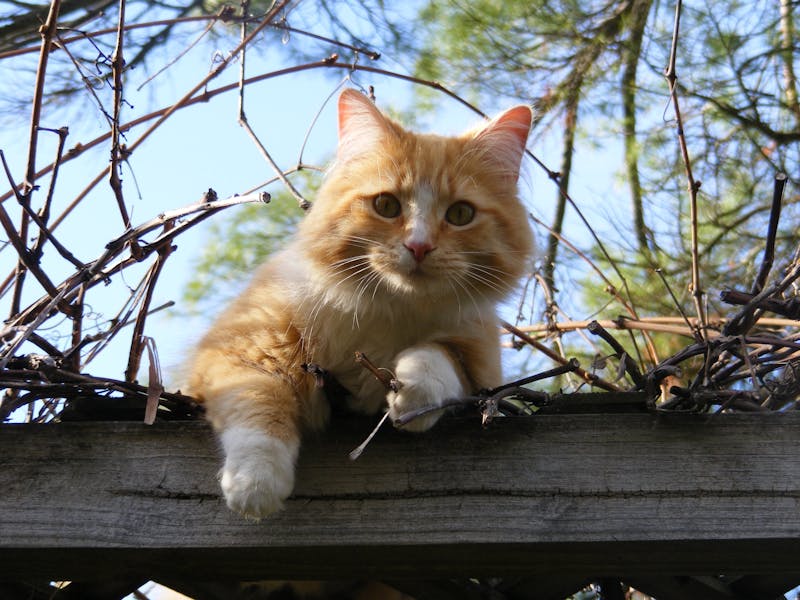 Kitten Photo