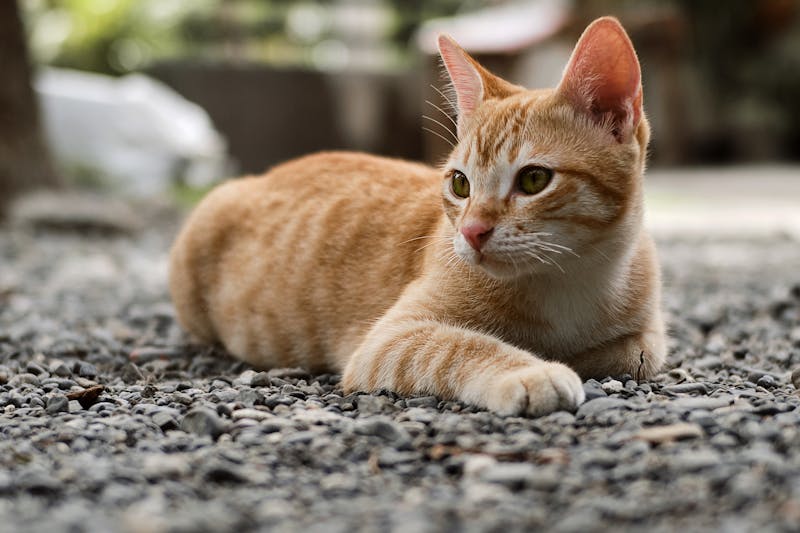 Kitten Photo