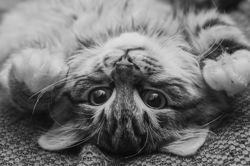 Kitten Photo