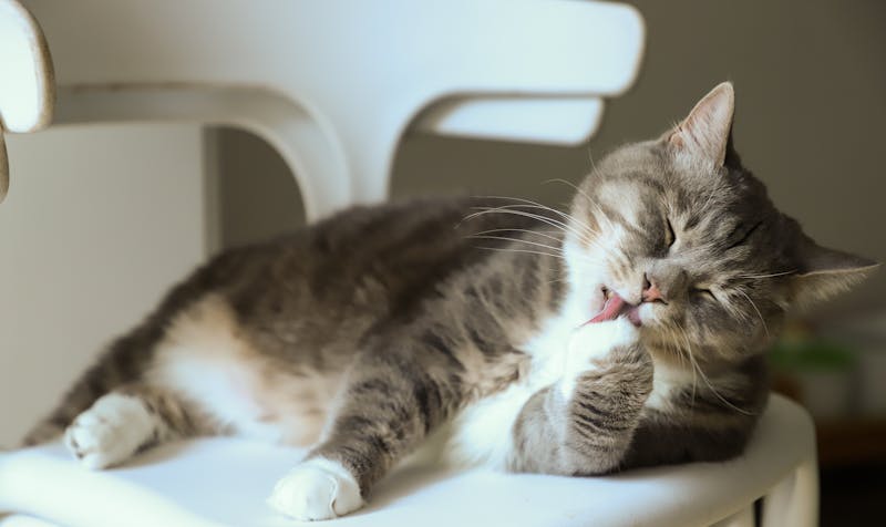 Kitten Photo