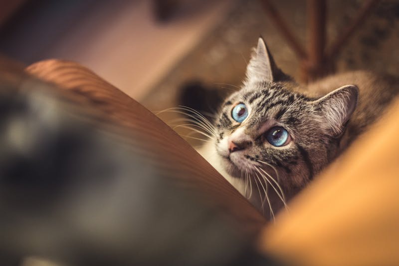 Kitten Photo