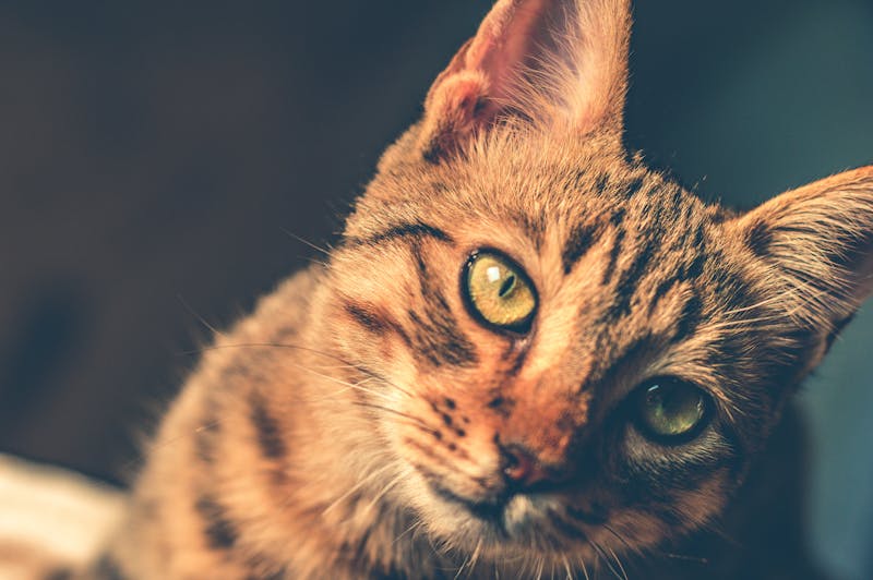 Kitten Photo