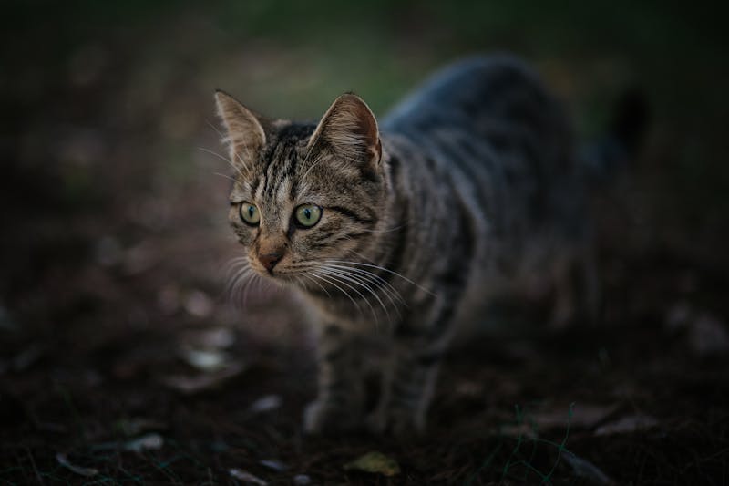Kitten Photo