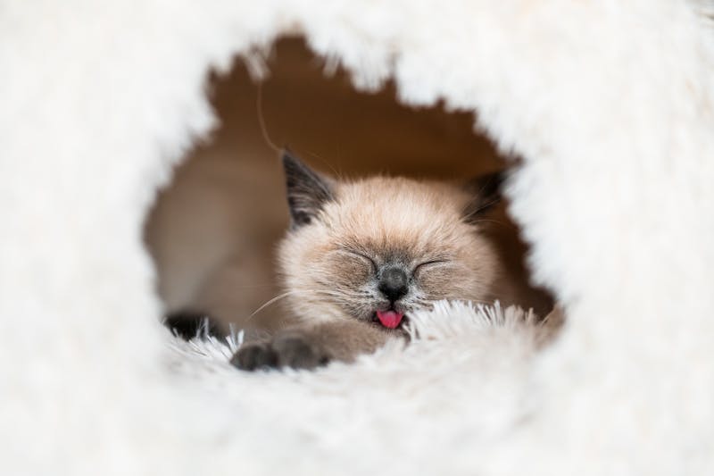 Kitten Photo
