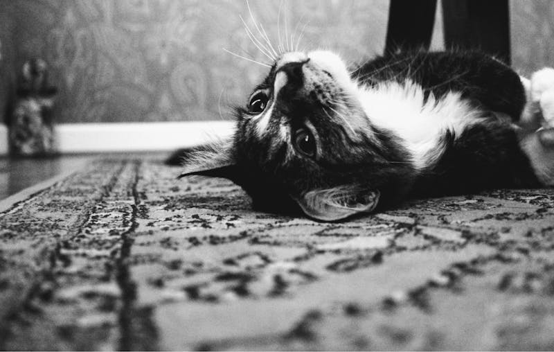 Kitten Photo