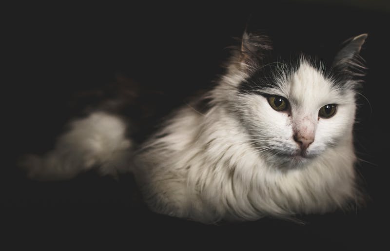 Kitten Photo