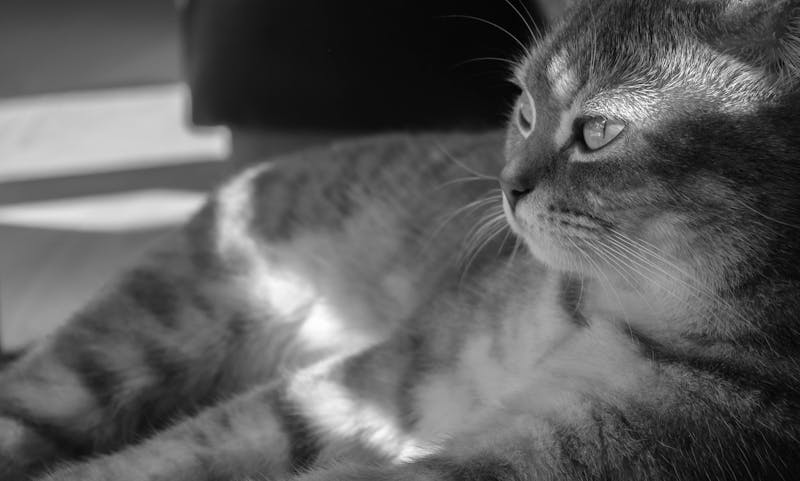 Kitten Photo