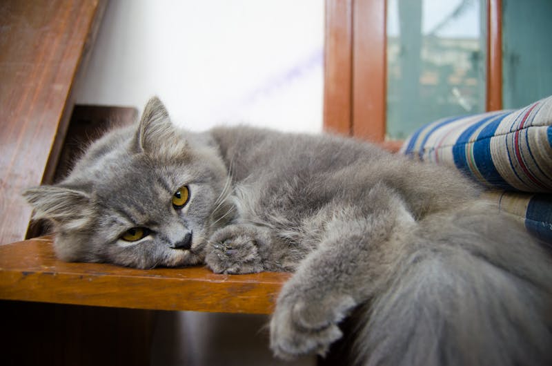 Kitten Photo