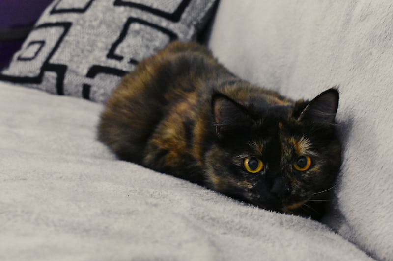 Kitten Photo