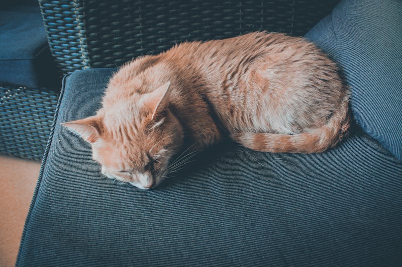 Kitten Photo