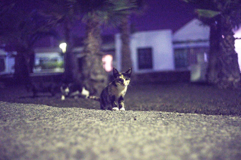 Kitten Photo