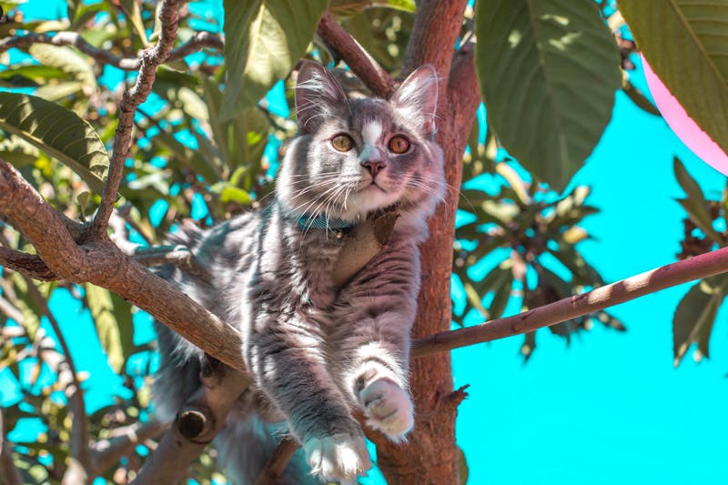 Kitten Photo