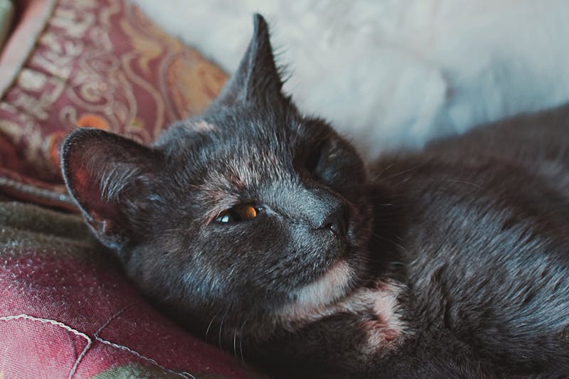 Kitten Photo