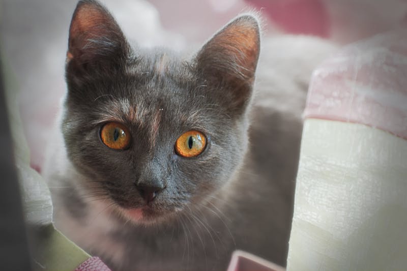 Kitten Photo