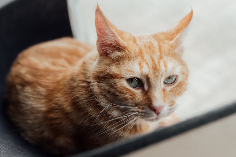 Kitten Photo