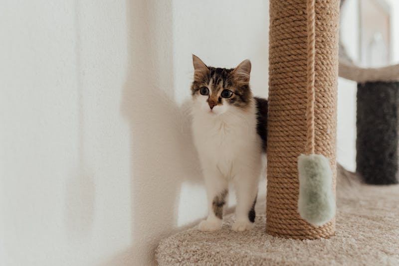 Kitten Photo