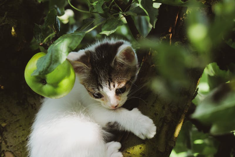 Kitten Photo