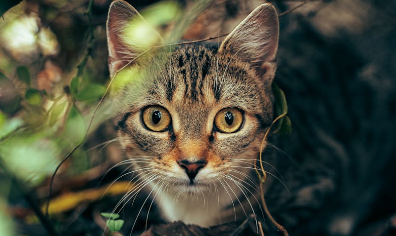 Kitten Photo
