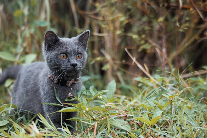 Kitten Photo