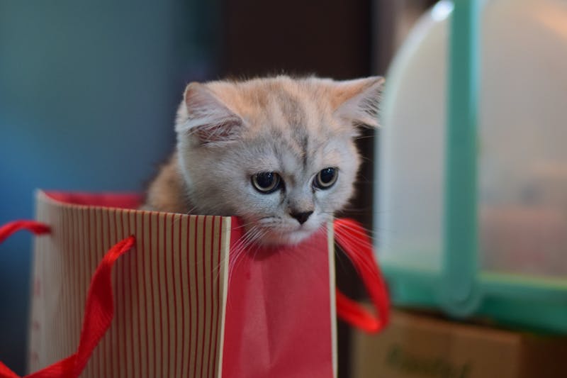 Kitten Photo