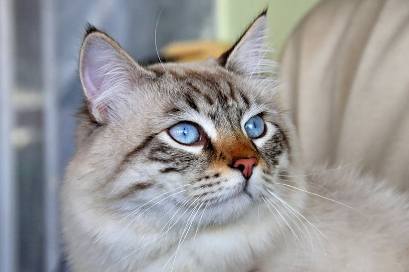 Kitten Photo