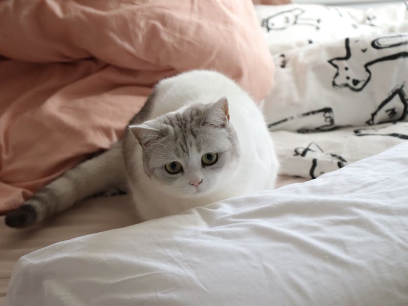 Kitten Photo