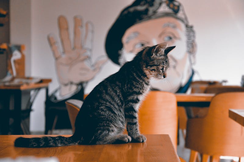 Kitten Photo