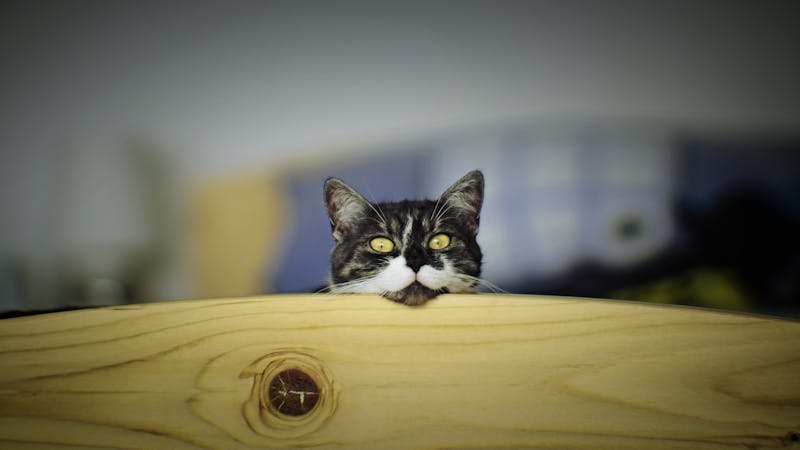 Kitten Photo