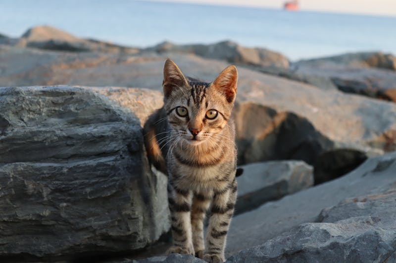 Kitten Photo