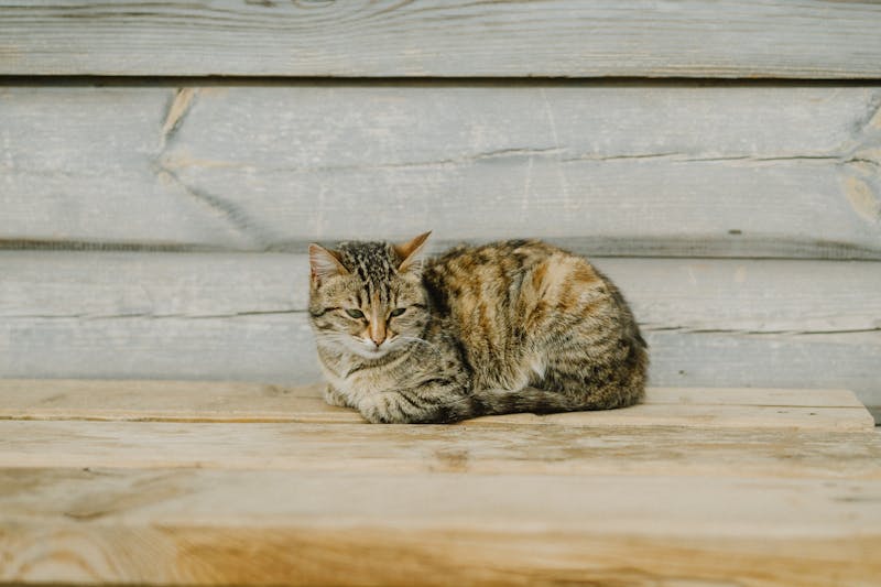 Kitten Photo