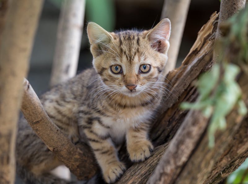 Kitten Photo