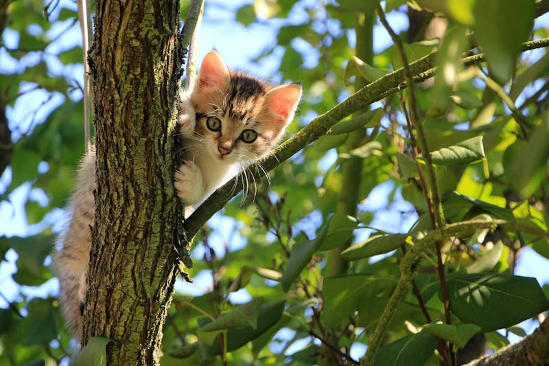 Kitten Photo