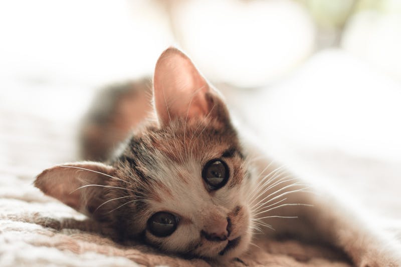 Kitten Photo