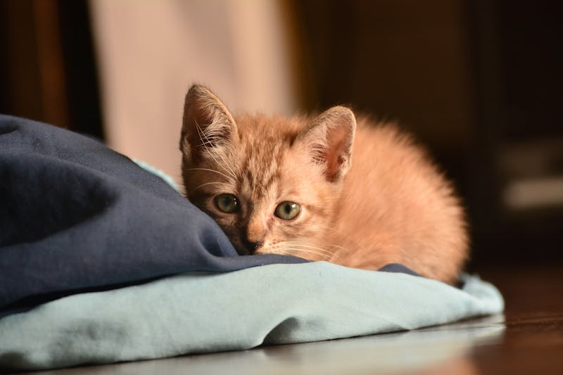 Kitten Photo