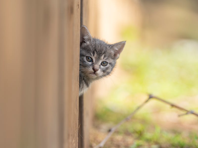 Kitten Photo