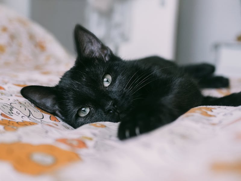 Kitten Photo