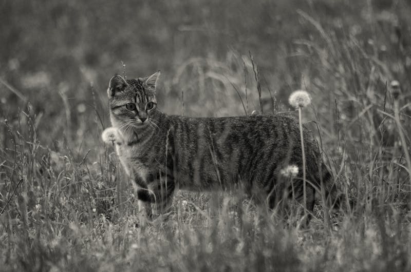 Kitten Photo