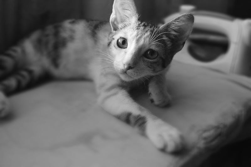 Kitten Photo