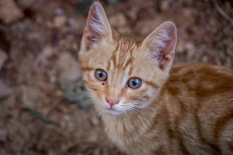 Kitten Photo