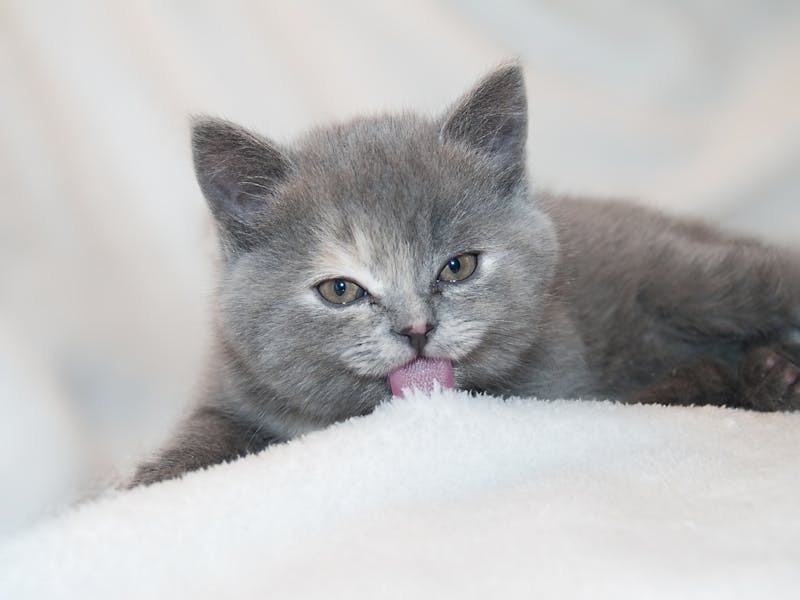 Kitten Photo