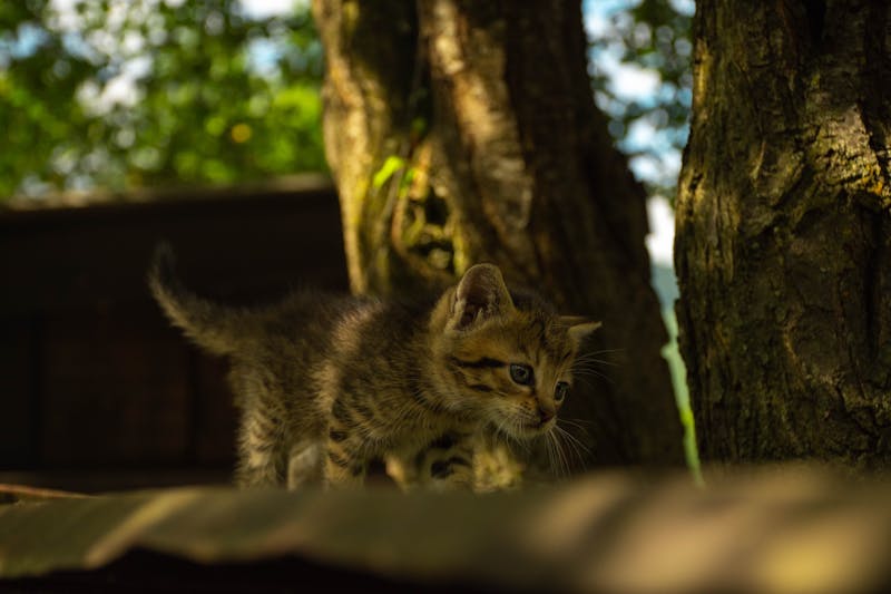 Kitten Photo